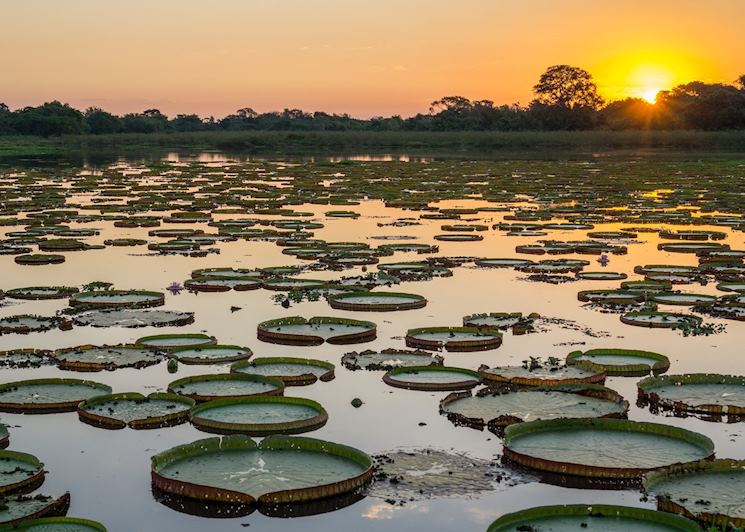 Amazon, Brazil
