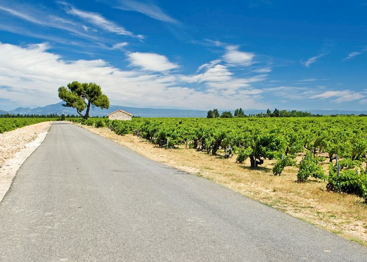 Vineyard, Châteauneuf-du-Pape
