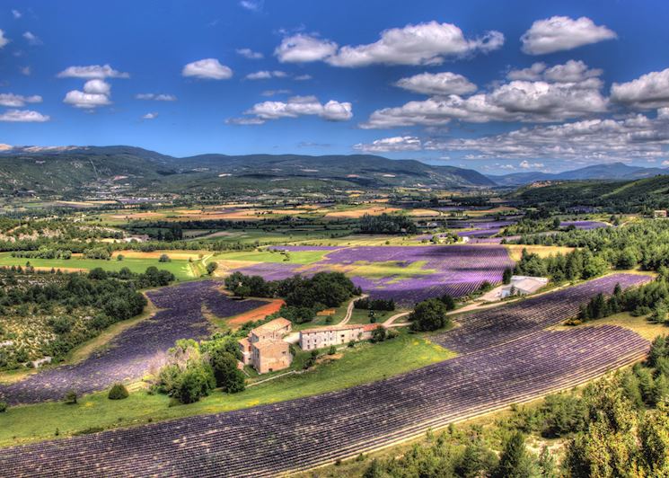 Lavender fields, Gordes