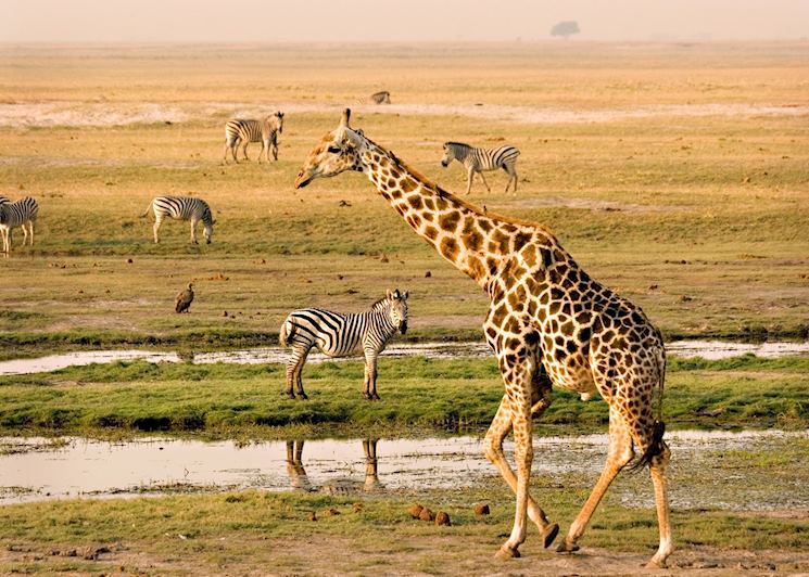 The Chobe river attracts a variety of game