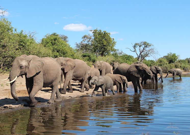 Large herds of elephant are common in Botswana