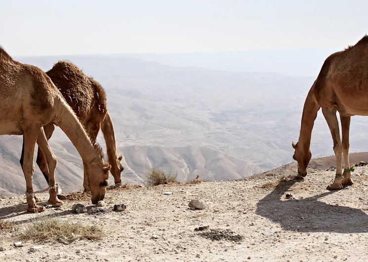 Camels grazing, King's Highway