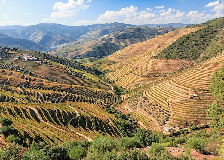 Terraced vineyards, Douro Valley