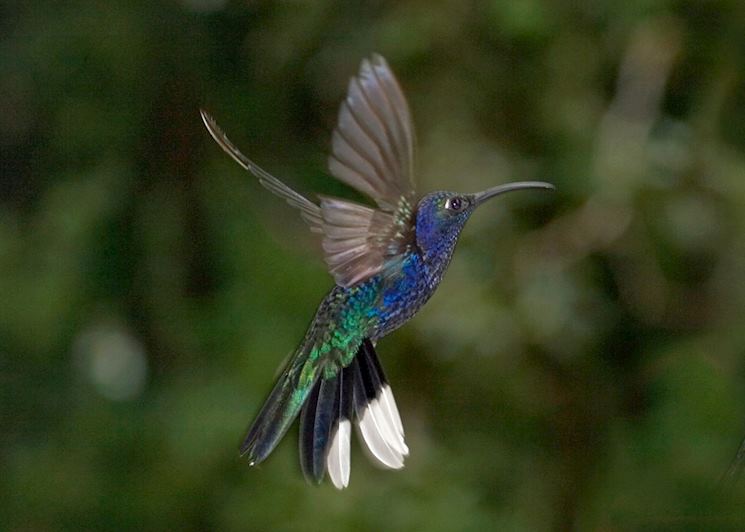 Hummingbird, Costa Rica