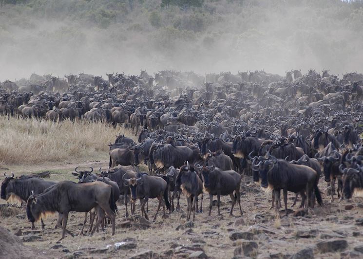 Wildebeest congregating for a river crossing