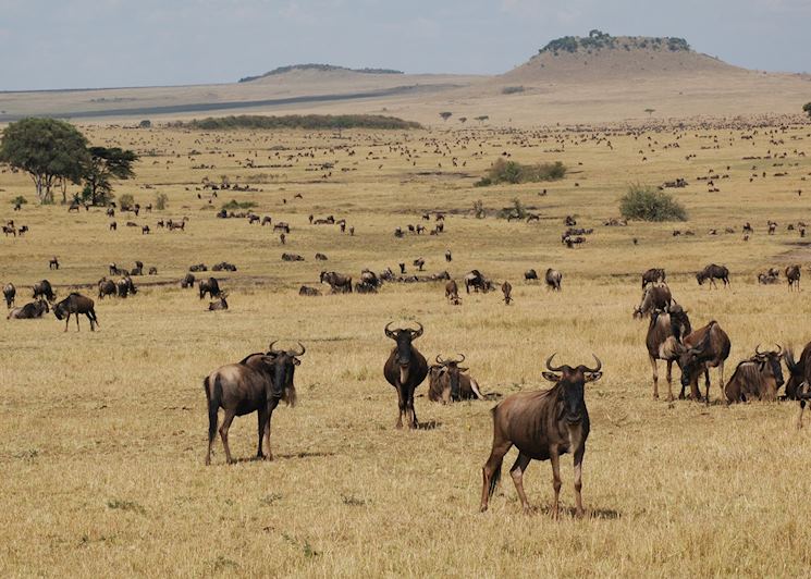 The migration on the northern plains of the Serengeti
