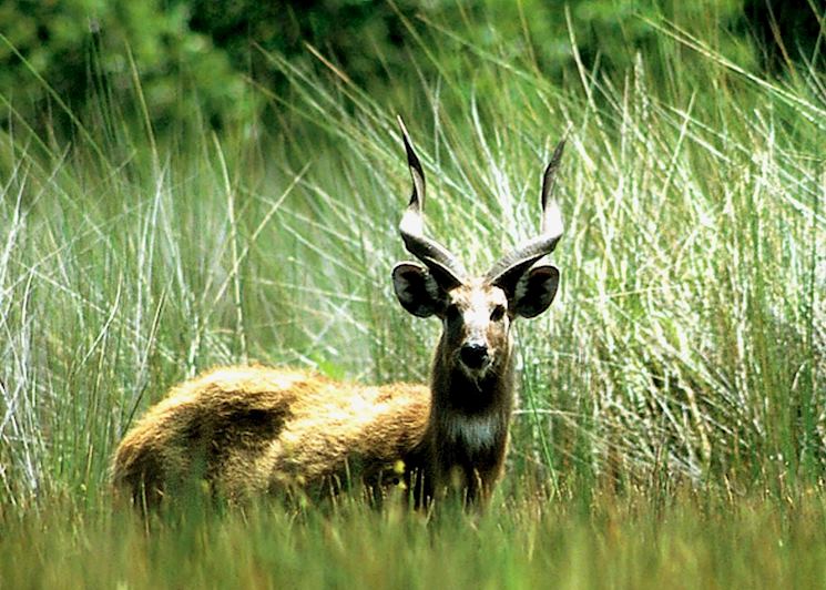 Sitatunga