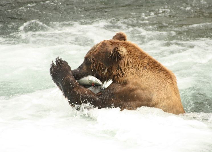 Grizzly bear fishing for salmon, Brooks Falls