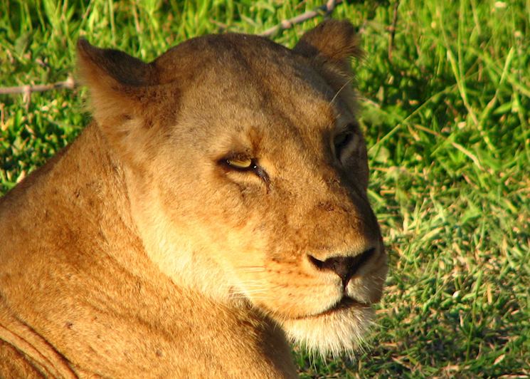 Lioness in the Selous Game Reserve, Tanzania