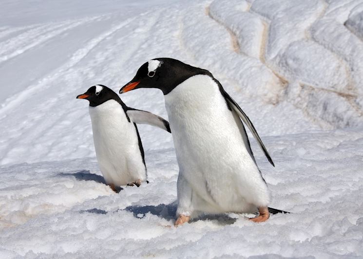Gentoo penguins
