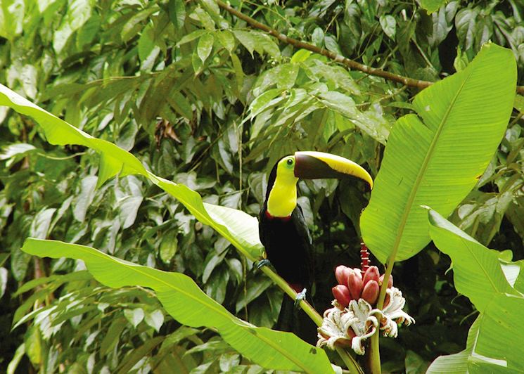 Chestnut-Mandibled Toucan, Costa Rica