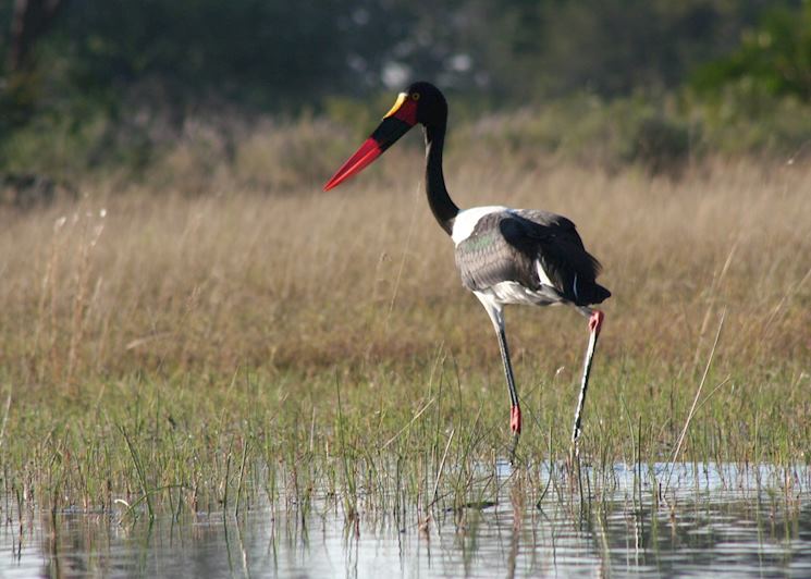 Saddle Billed Stork