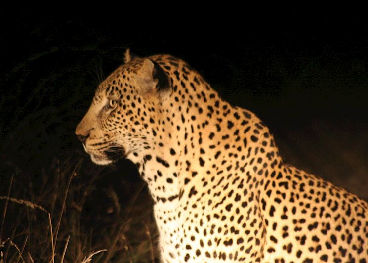 Leopard seen on a night drive, The Sabi Sabi Wildtuin