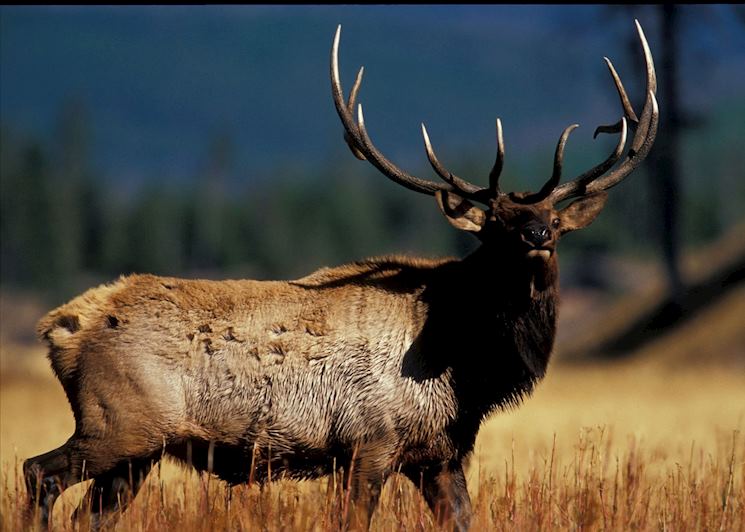 Bull elk, Yellowstone National Park