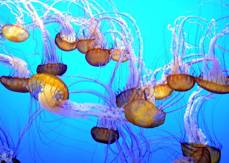 Sea nettle jellyfish at the Monterey Bay Aquarium, Monterey, California