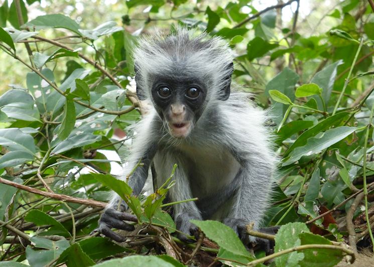 Jozani Forest - ideas for your free time,Zanzibar Island