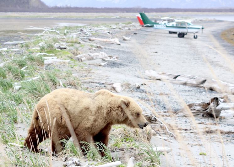 Grizzly bear on the beaches of Katmai National Park, near Homer, Alaska