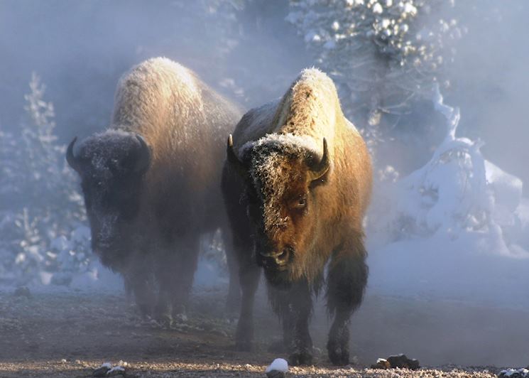 Bison in Yellowstone National Park