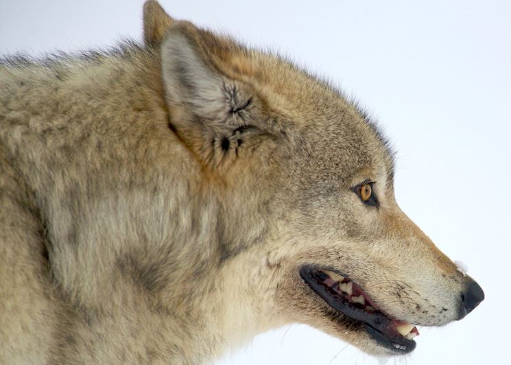 A Yellowstone wolf