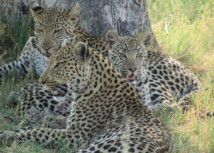 Leopard family, Shinde Concession, Okavango Delta, Botswana