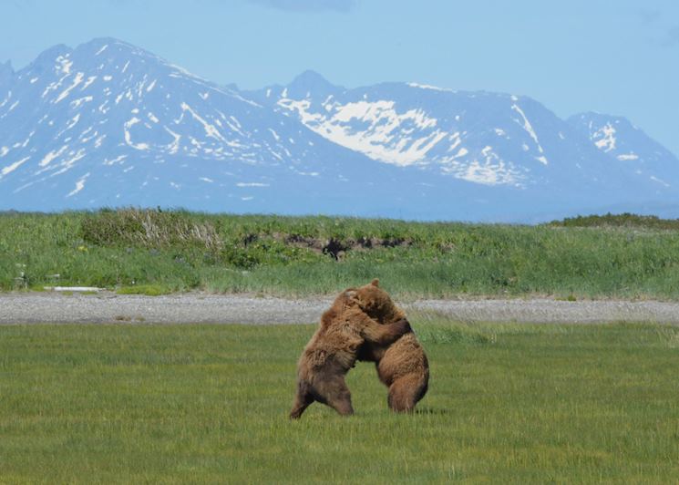Grizzly Bear, Homer