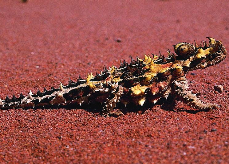 Thorny Devil Lizard, Top End
