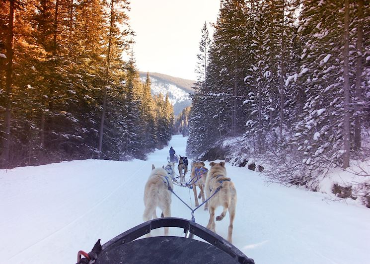 Dog-sledding and Mushing Experience, Jasper