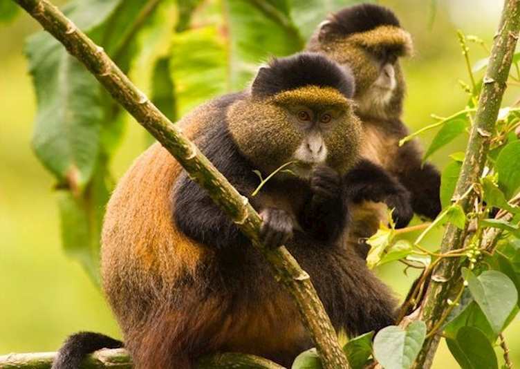 Golden monkeys, Volcanoes National Park