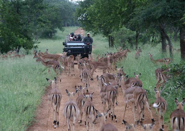 Game Viewing in Thornybush