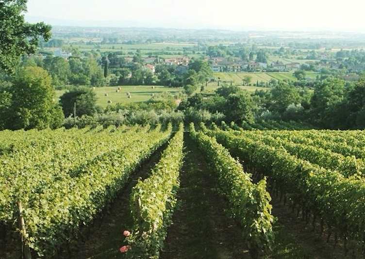 View of the vineyards, Il Falconiere, Cortona