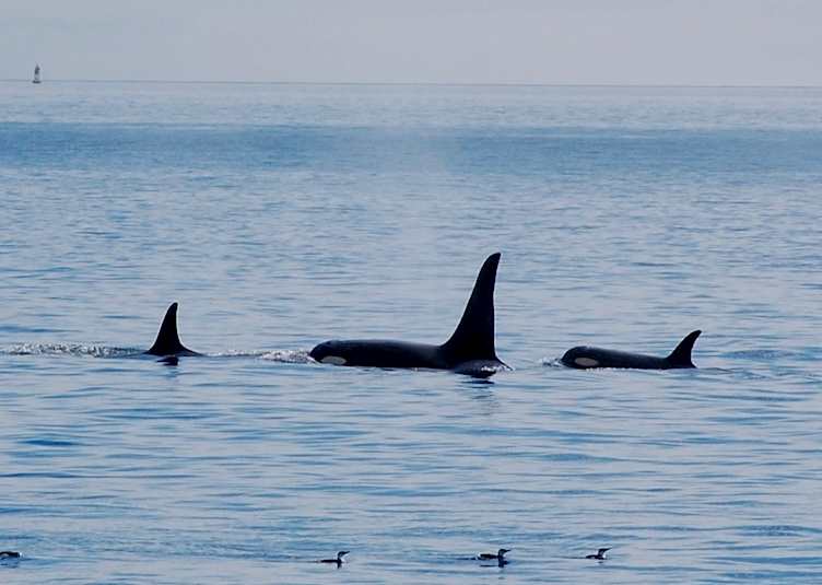 Pod of orca, Victoria, British Columbia