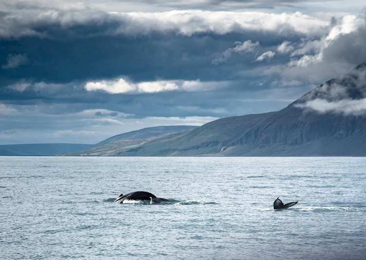Whale watching