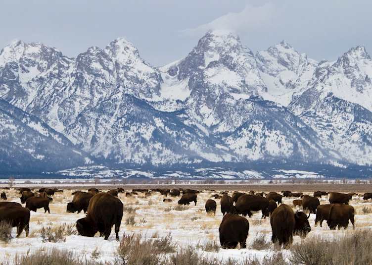 Bison, Teton