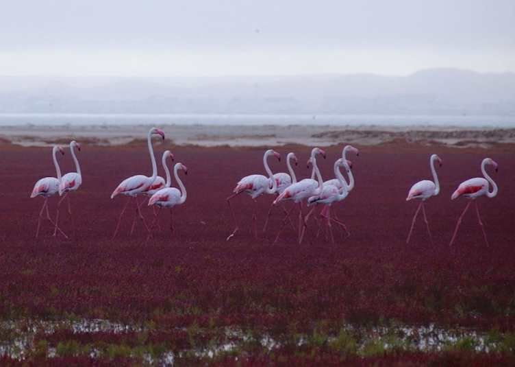 Flamingoes on Pelican Point sea safari  - Walvis Bay - Namibia