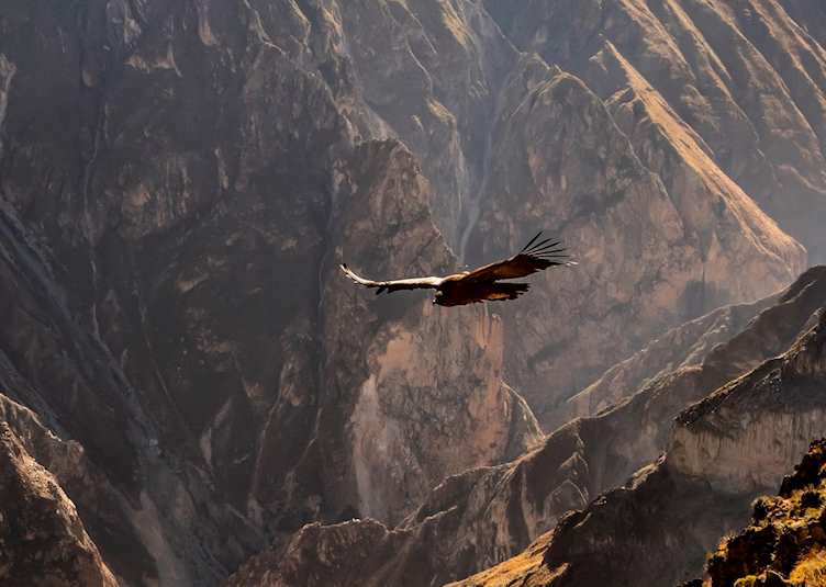 Condor, Colca Canyon