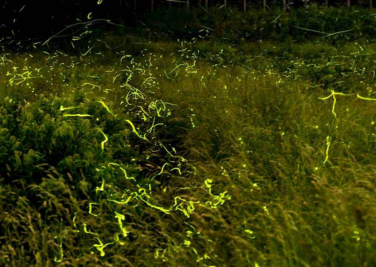 Fireflies in the darkness