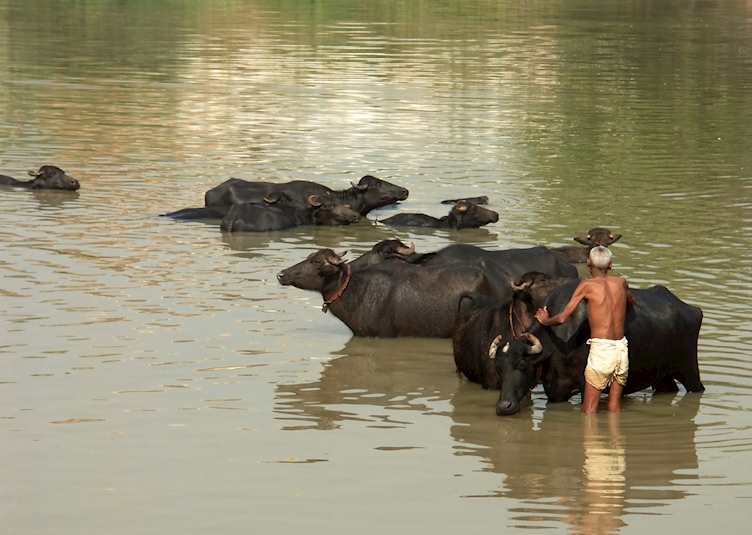 Water buffalo just outside Narlai