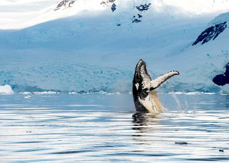 Whale Watching