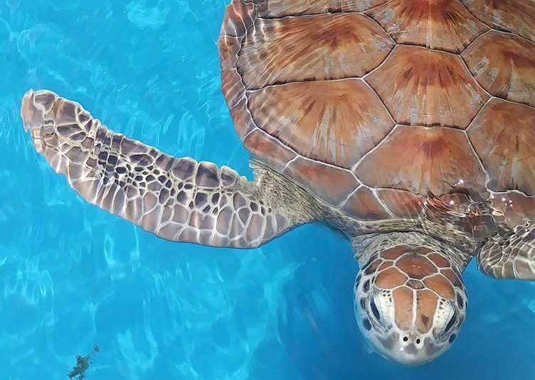 Green turtle at conservation project