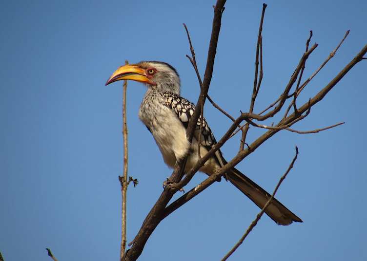 Yellow billed hornbill in Gonarezhou National Park, Zimbabwe
