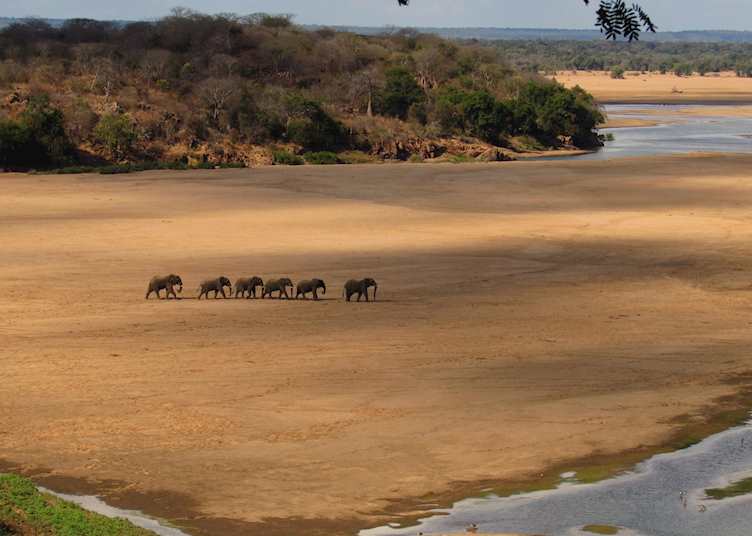Elephants coming down to drink in Gonarezhou National Park, Zimbabwe