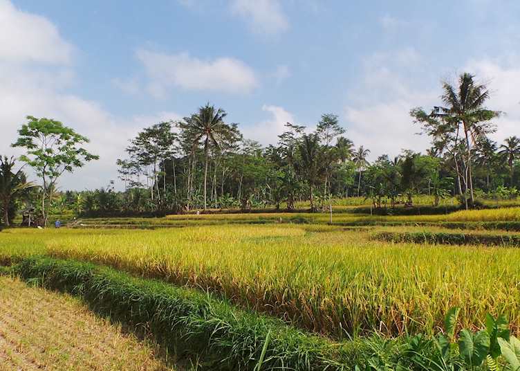 Java rice field
