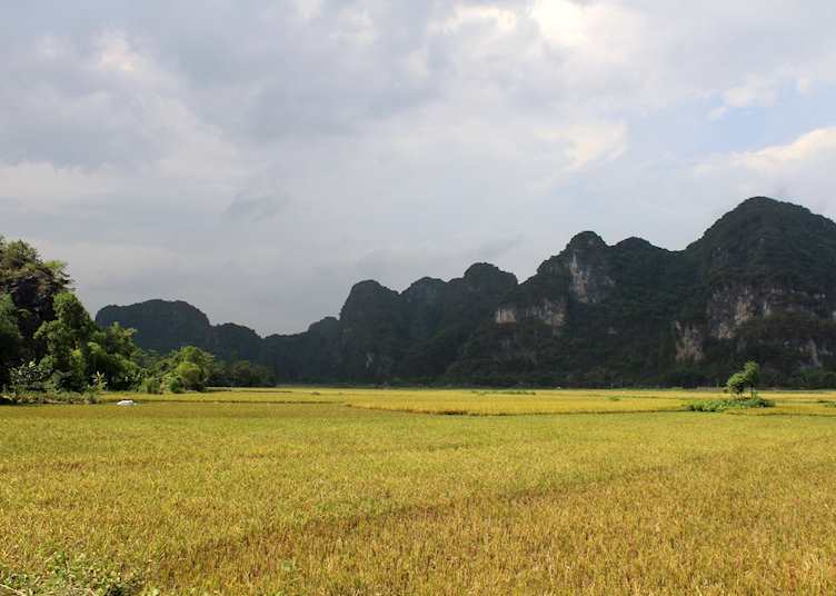 Rice paddies and cliffs in Ninh Binh