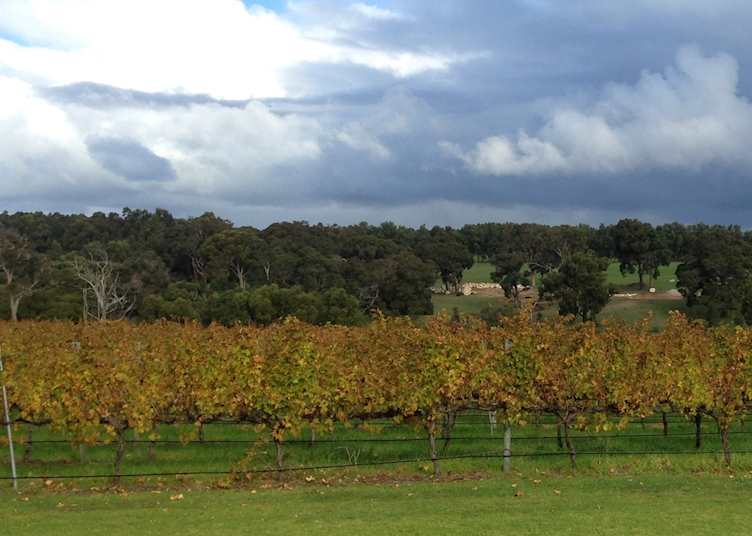 Cape Lodge Vineyards
