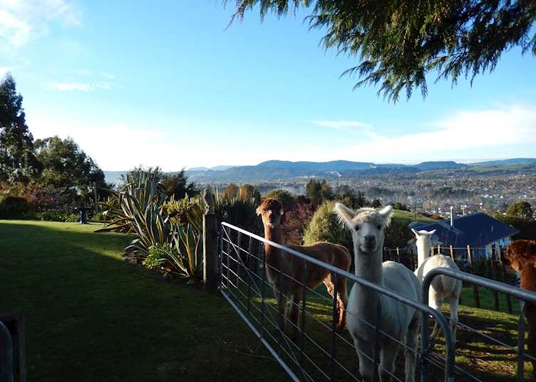 City Lights Boutique Lodge, Rotorua