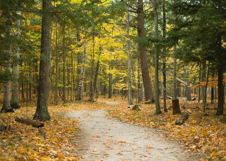 Forest trail, Door County