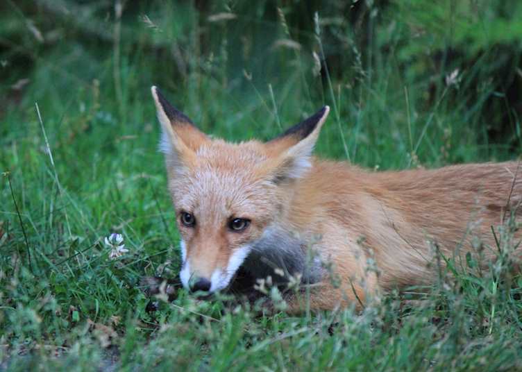 Hokkaido red fox