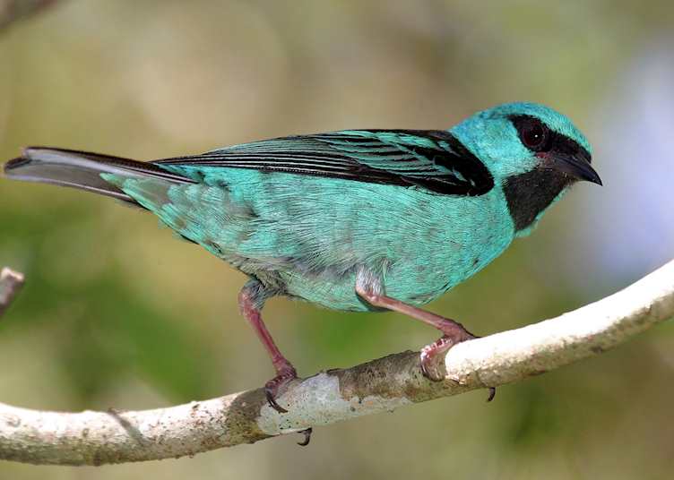 Tanager, Iguaçu