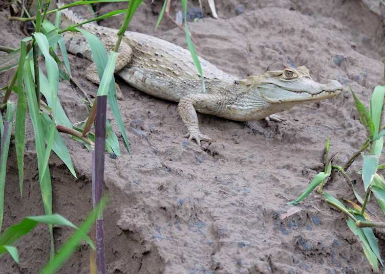 Caiman, Refugio Amazonas