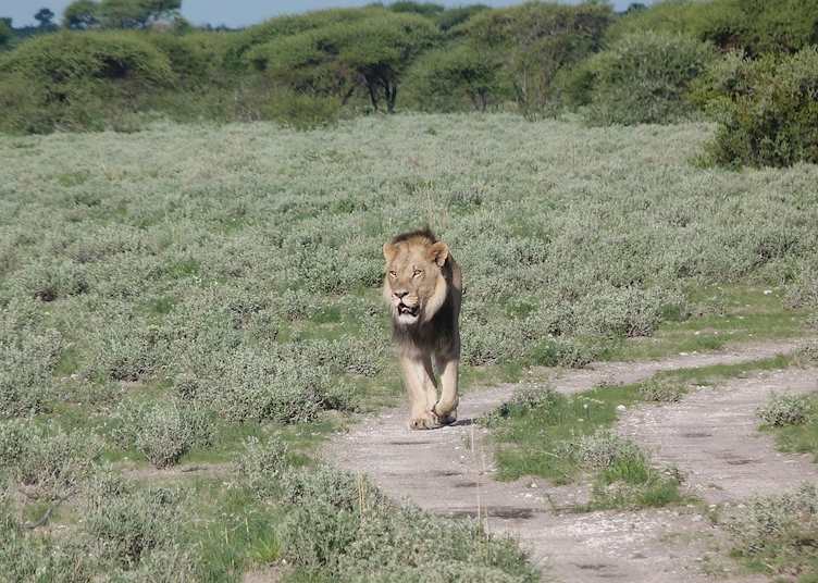 Black-maned lion, Central Kalahari